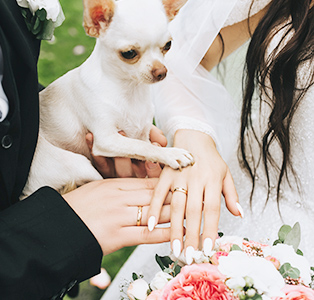 結婚誓約書/肉球署名